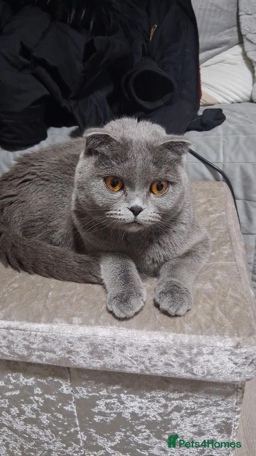 Scottish Fold cats for sale: Persian/Scottish fold  - Advert 1