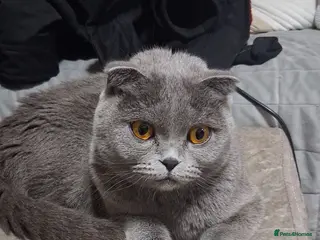 Scottish Fold cats Persian/Scottish fold - Advert 1
