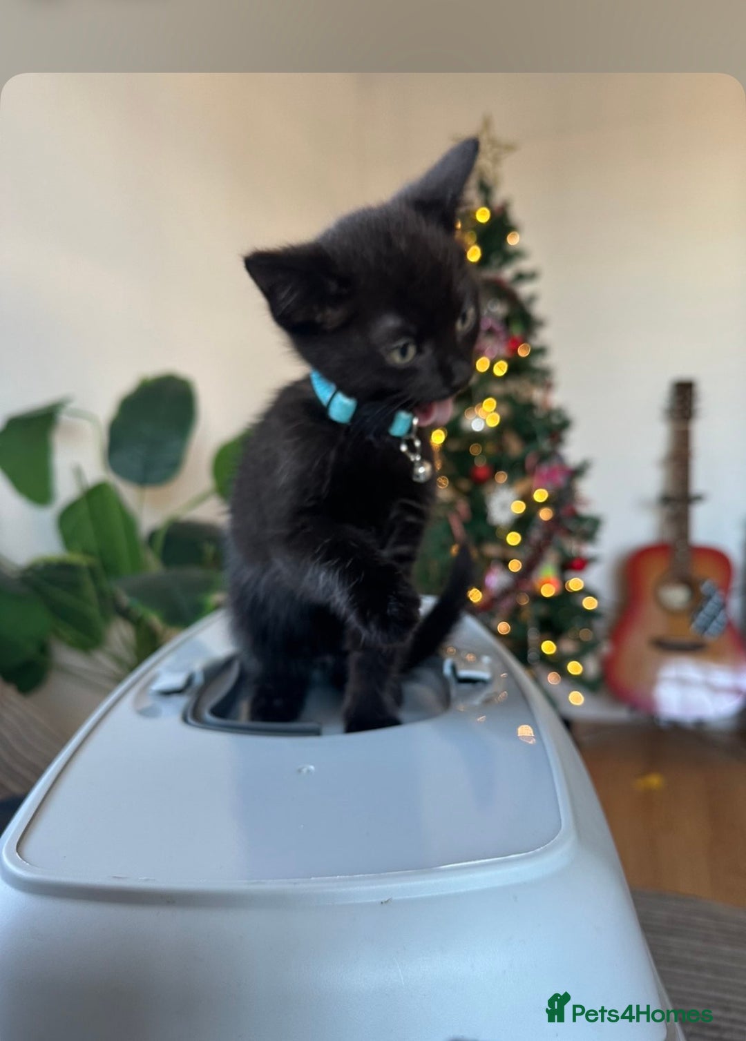 Mixed Breed cats for sale: Last Male kitten  - Advert 3