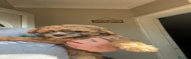 Poochon 2