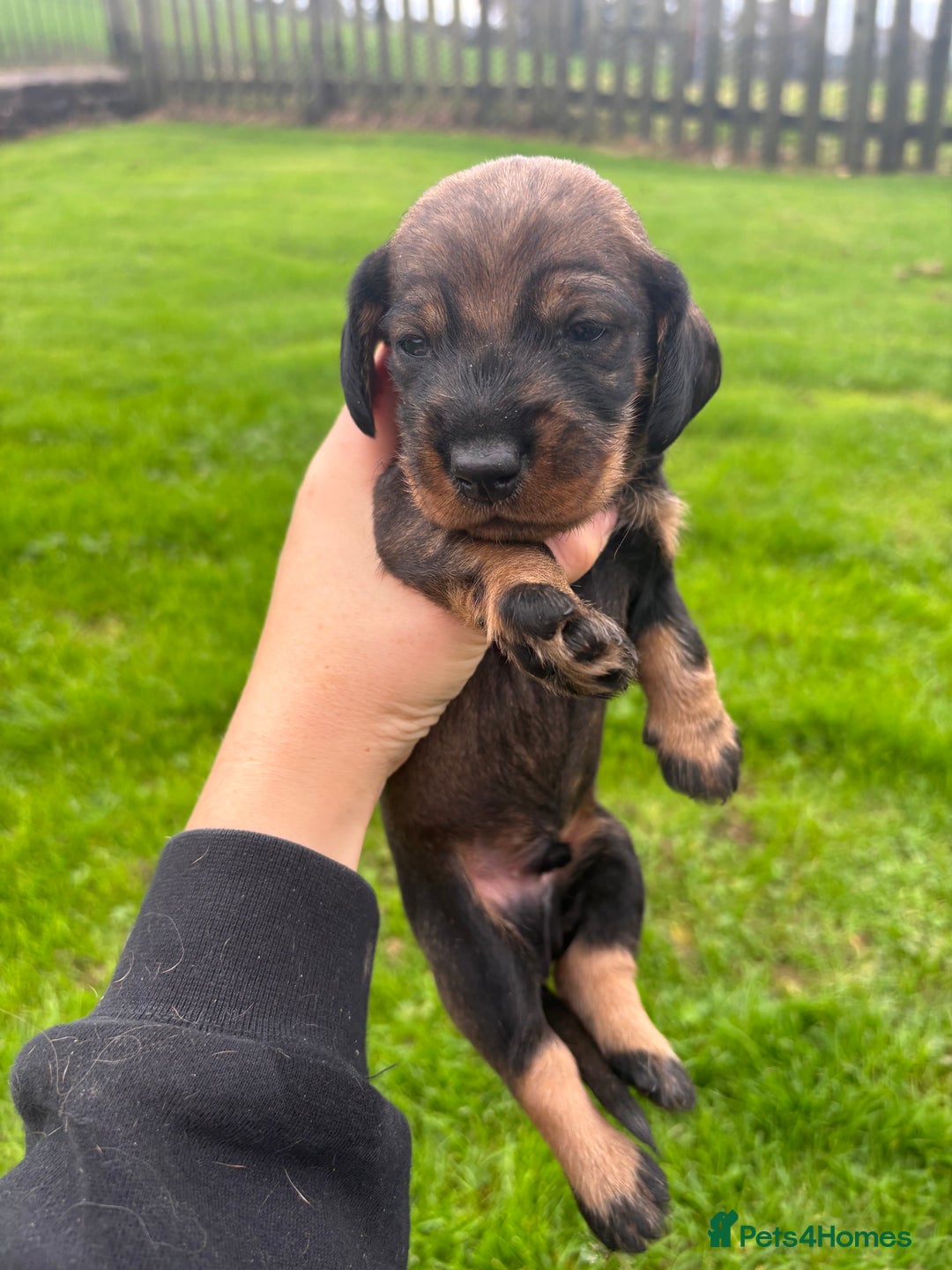 Dachshund dogs for sale: WHD - Wirehaired Dachshund (Teckle) Pups - Image 17