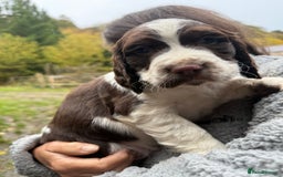 Sprocker dogs for sale: 4 beautiful sprocker pups  - Image 11