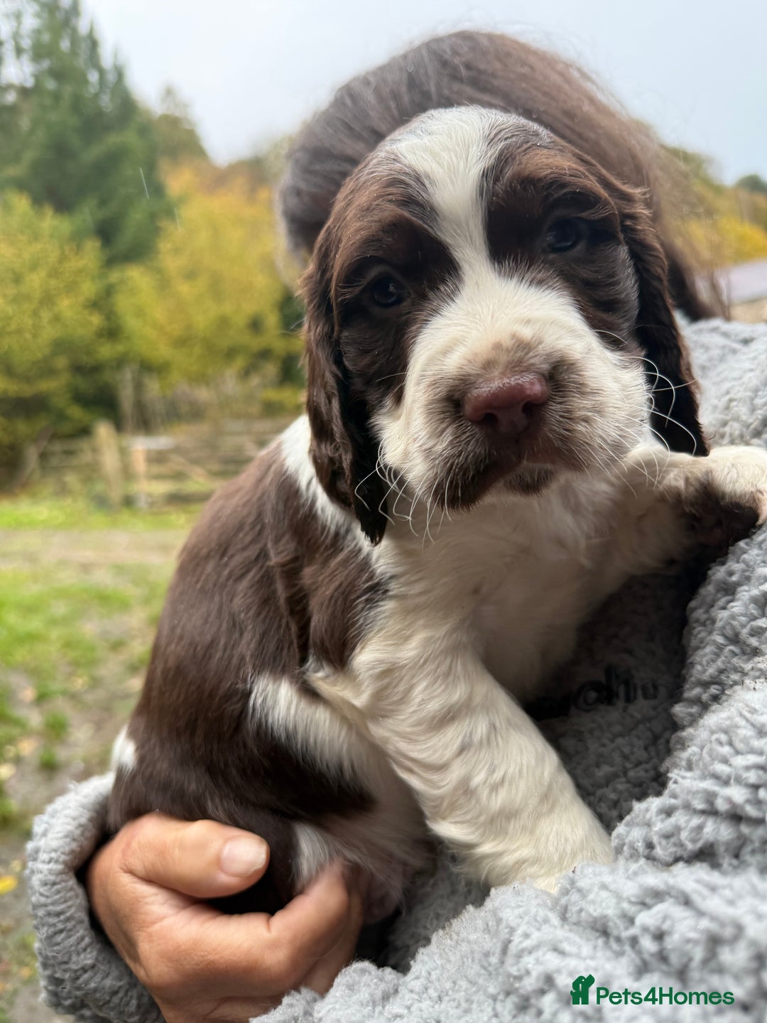 Sprocker dogs for sale: 4 beautiful sprocker pups  - Image 11