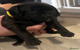 Staffordshire Bull Terrier dogs for sale: Floyd & Sky - Advert 25