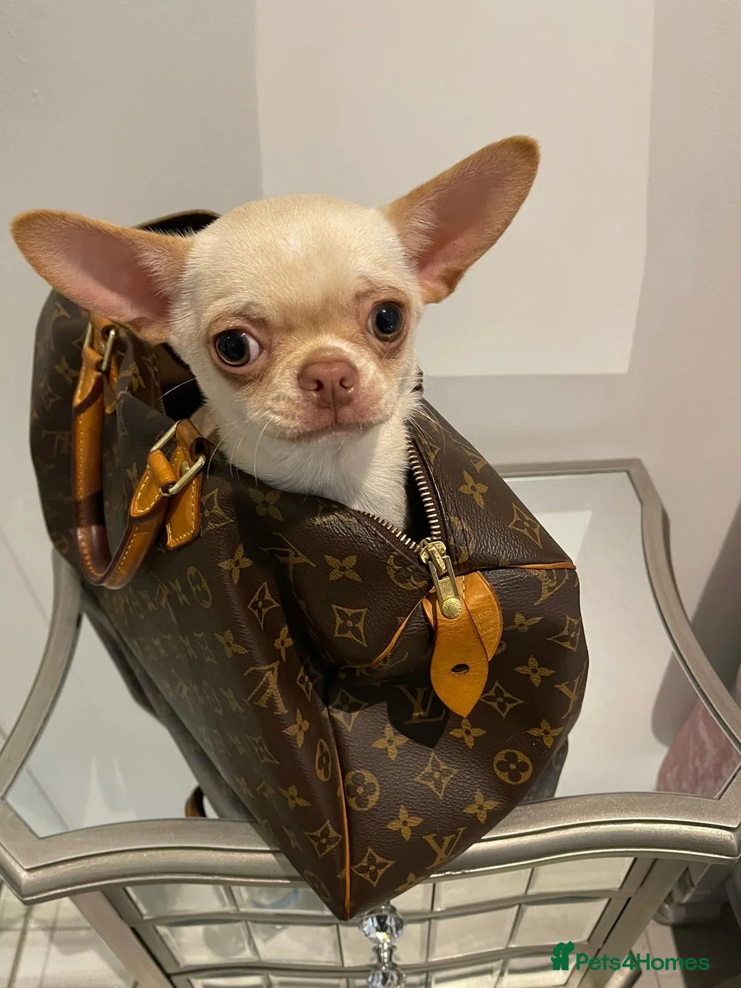 Chihuahua dogs for stud: STUNNING CREAM SMOOTH COAT CHIHUAHUA OPEN AT STUD in Grays - Advert 4