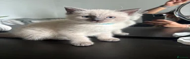 Ragdoll 1