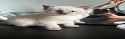 Ragdoll cats for sale: Ragdoll x mink tonkinese kittens - Advert 16