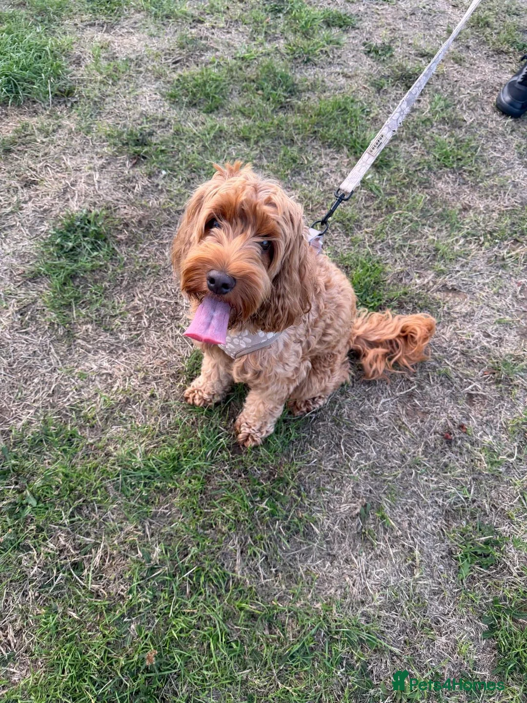 Cockapoo dogs for sale: F1B cockapoo puppies in Rugby - Advert 10