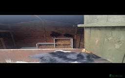 Chickens poultry for sale: 2 chickens , 1 male , 1 female  - Image 3