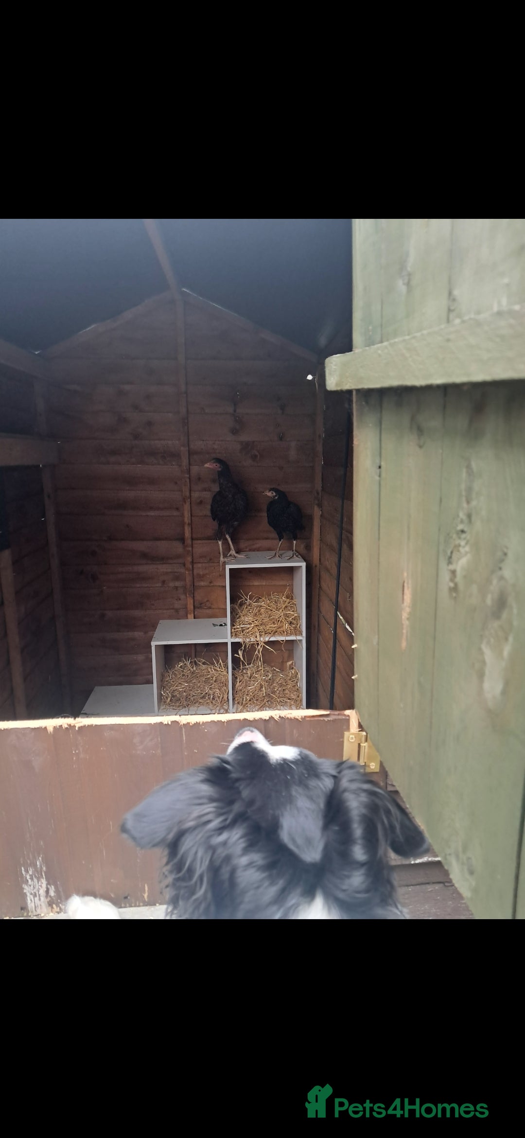 Chickens poultry for sale: 2 chickens , 1 male , 1 female  - Image 3