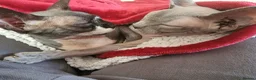 Sphynx cats for sale: Bonded female sphynx  - Advert 4