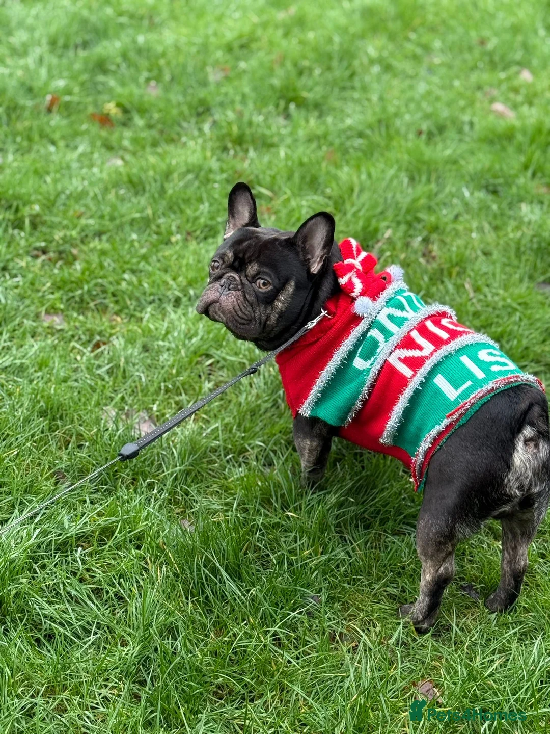 French Bulldog dogs for stud: KC Registered French Bulldog for stud  - Advert 2