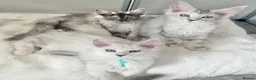 Maine Coon cats for sale: Maine Coon kittens READY TO LEAVE/3girls left - Advert 3
