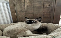 Ragdoll cats for sale: Colour point ragdoll - Image 3