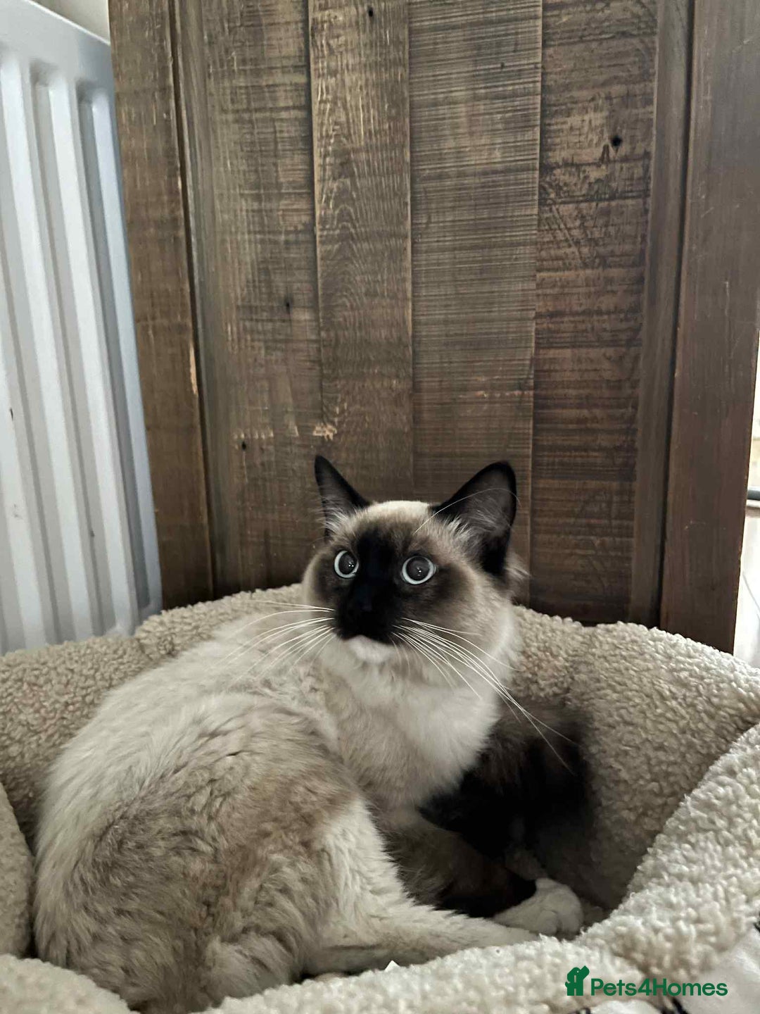 Ragdoll cats for sale: Colour point ragdoll - Image 3