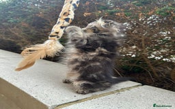 Scottish Fold cats for sale: Adorable Scottish fold kittens - Image 8