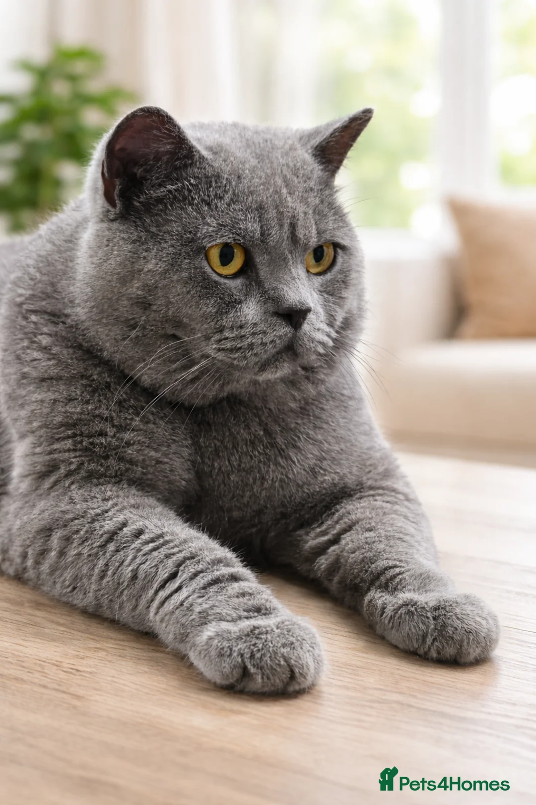 British Shorthair cats for stud: Blue British shorthair Stud - Advert 1