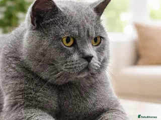 British Shorthair cats Blue British shorthair Stud - Advert 1