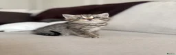 British Shorthair cats for sale: British shorthair kittens - Advert 13