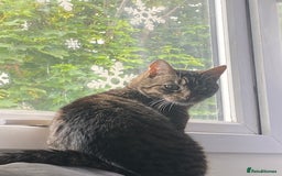 Domestic Shorthair cats for sale: Lola looking for new home  - Image 6