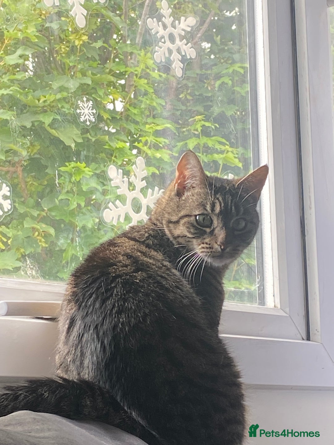 Domestic Shorthair cats for sale: Lola looking for new home  - Image 6