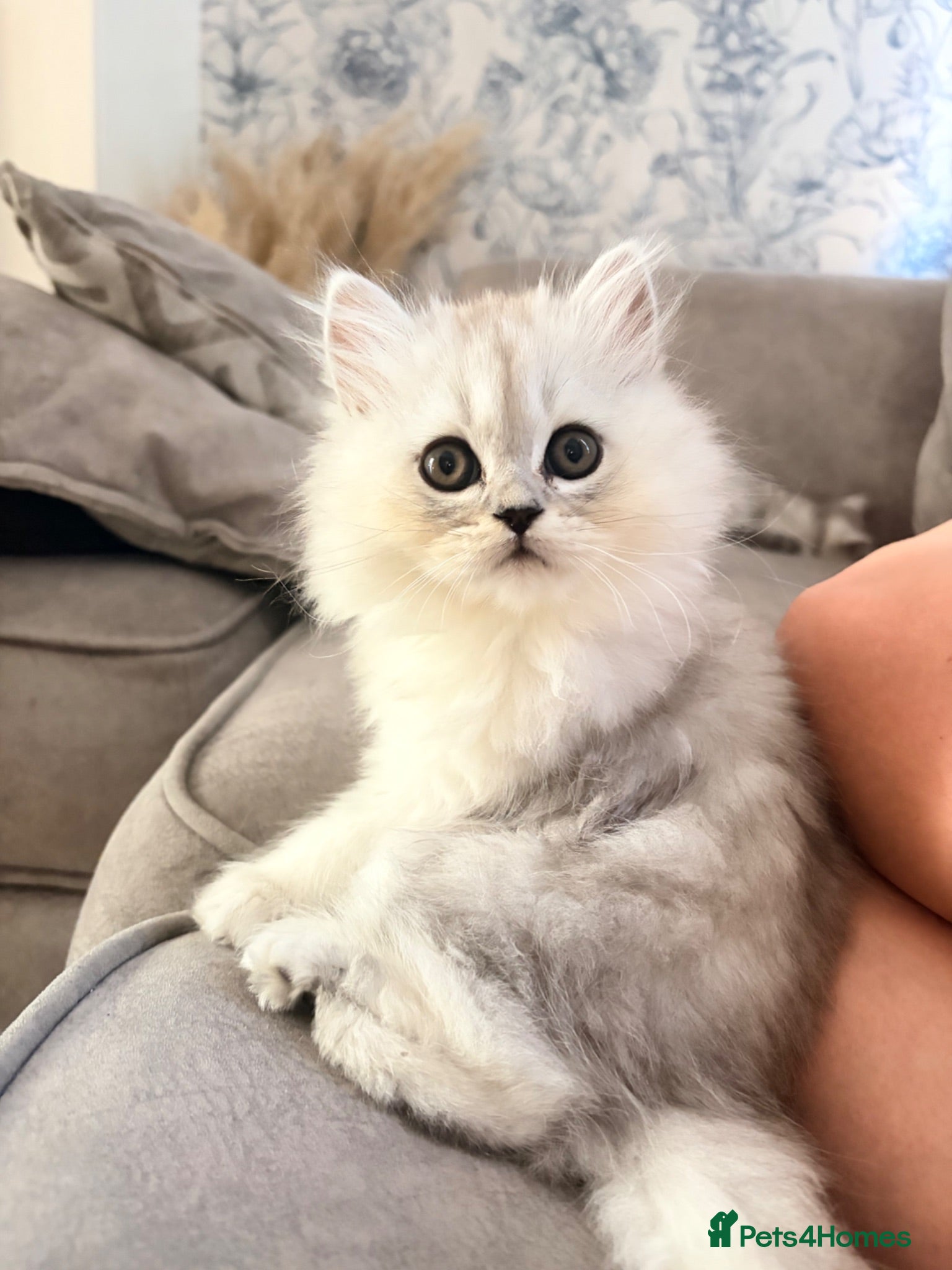 Persian cats Persian chinchilla kittens for sale  - Advert 1