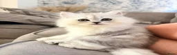 Mixed Breed cats for sale: Persian chinchilla kittens for sale  - Advert 1
