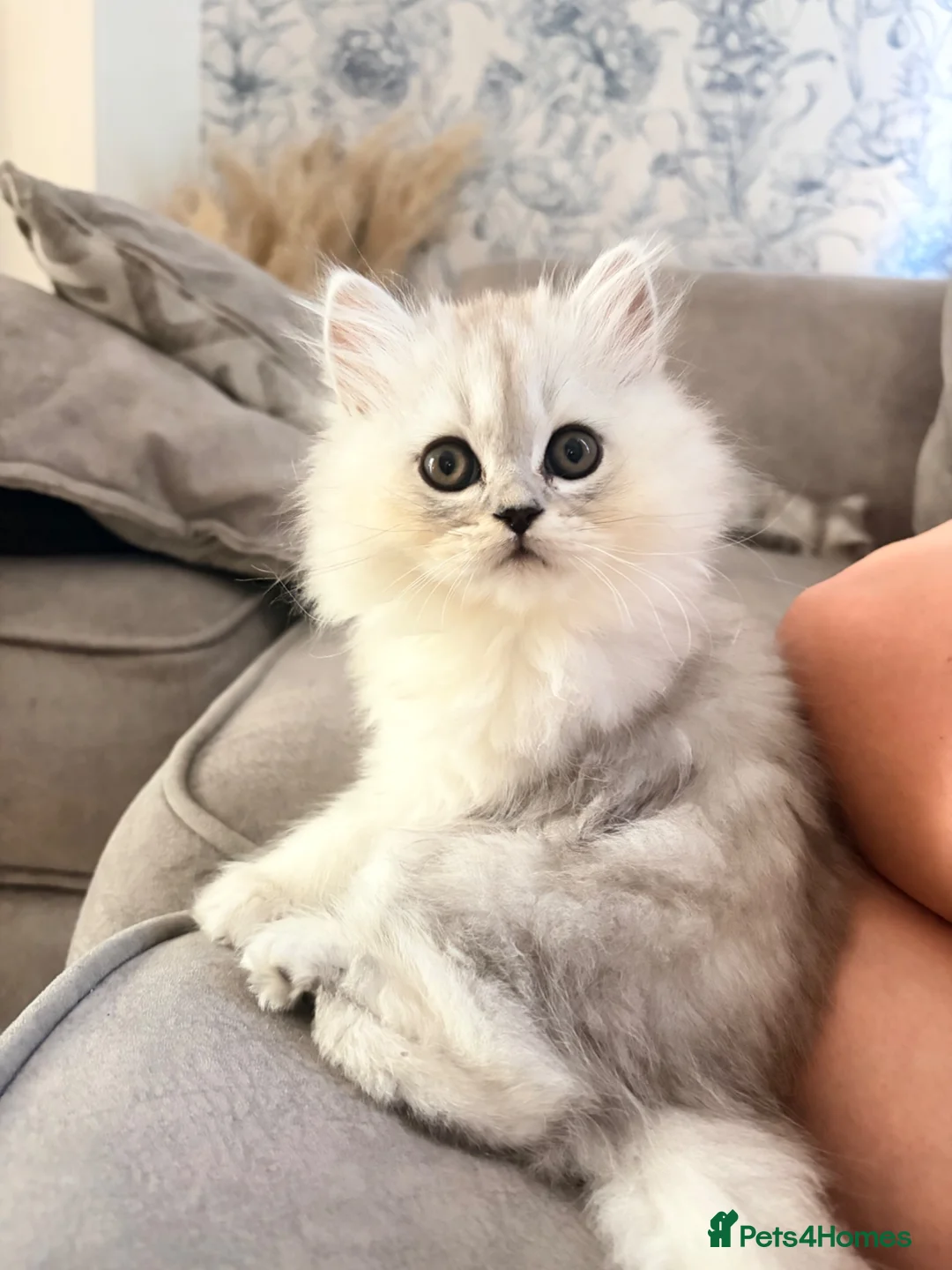 Mixed Breed cats for sale: Persian chinchilla kittens for sale  - Advert 1