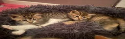 American Bobtail cats for sale: 2 beautiful kittens  - Advert 6