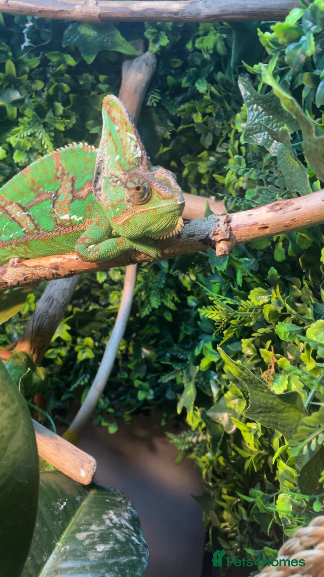 Chameleon reptiles for sale: Veiled chameleon with full set up - Image 2