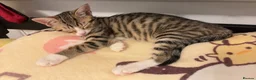 Mixed Breed cats for sale: tabby kitten for Adoption - Advert 22