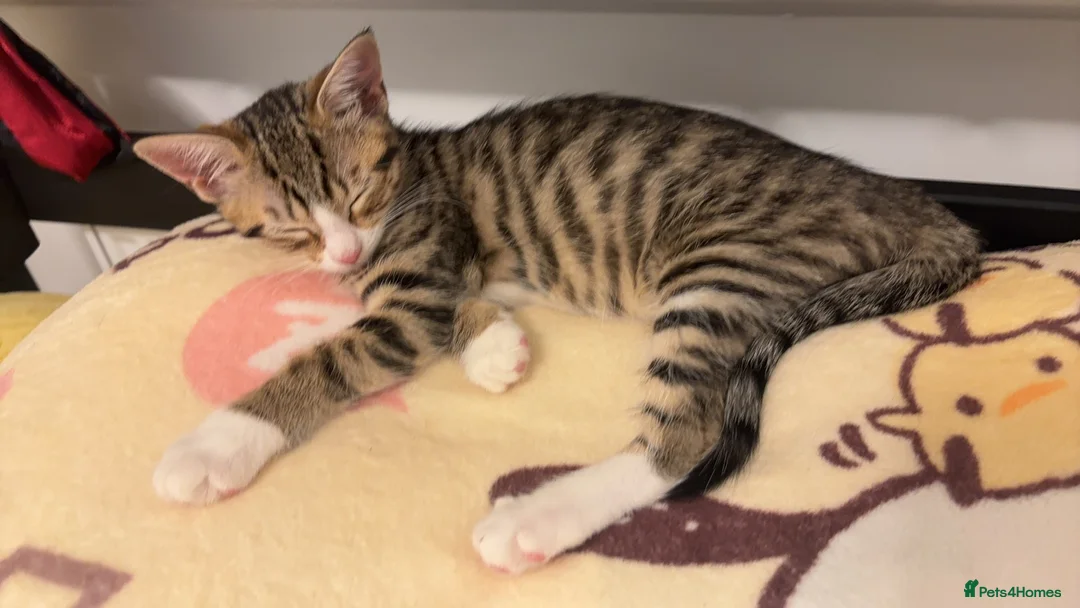 Mixed Breed cats for sale: tabby kitten for Adoption - Advert 22