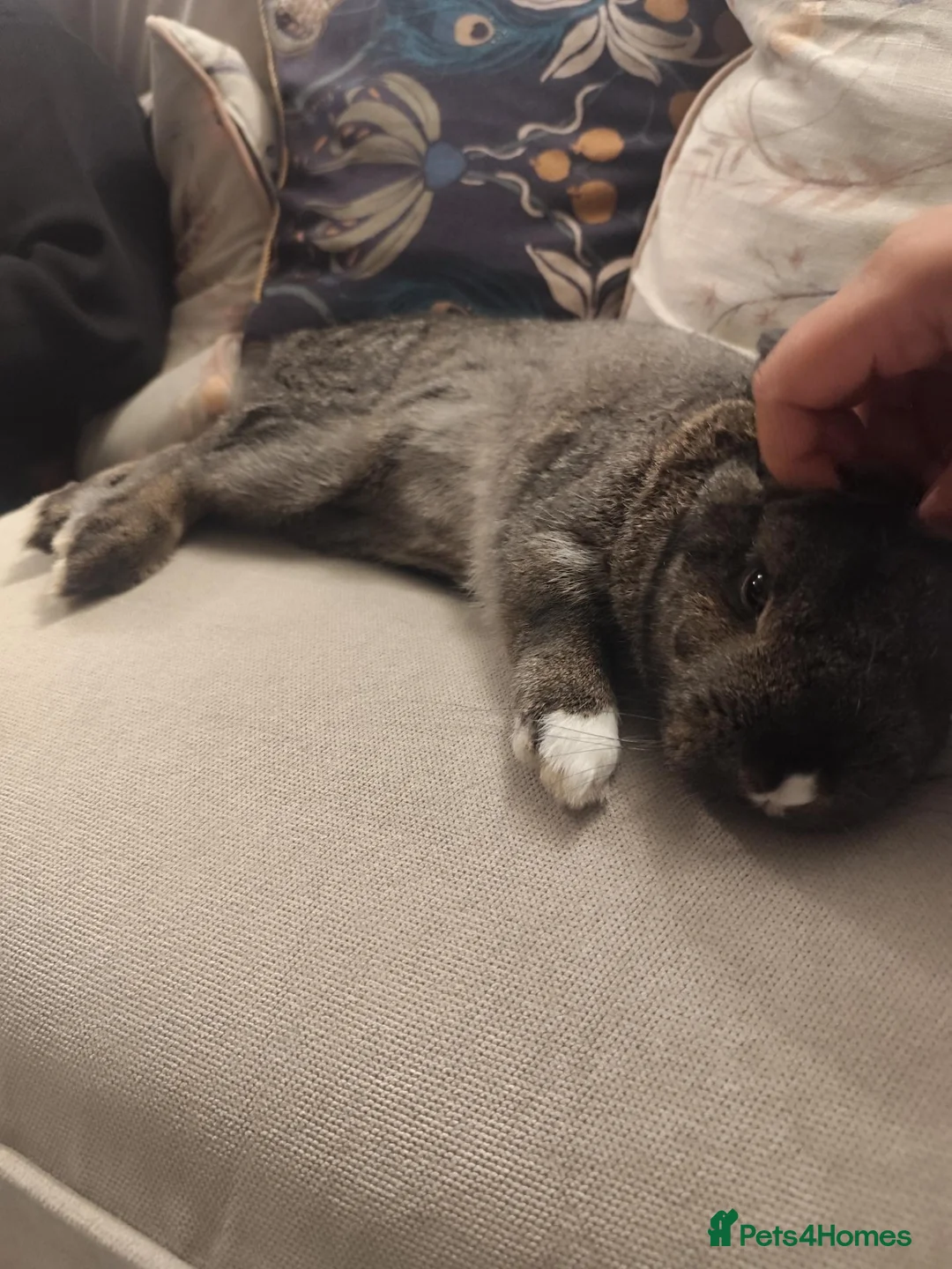 Netherland Dwarf rabbits for sale: Binks is looking for a bun wife  in Stevenage - Advert 5