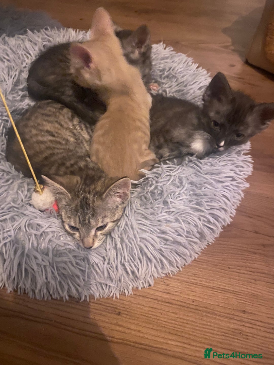 Mixed Breed cats for sale: Last little boy looking for forever home - Advert 7