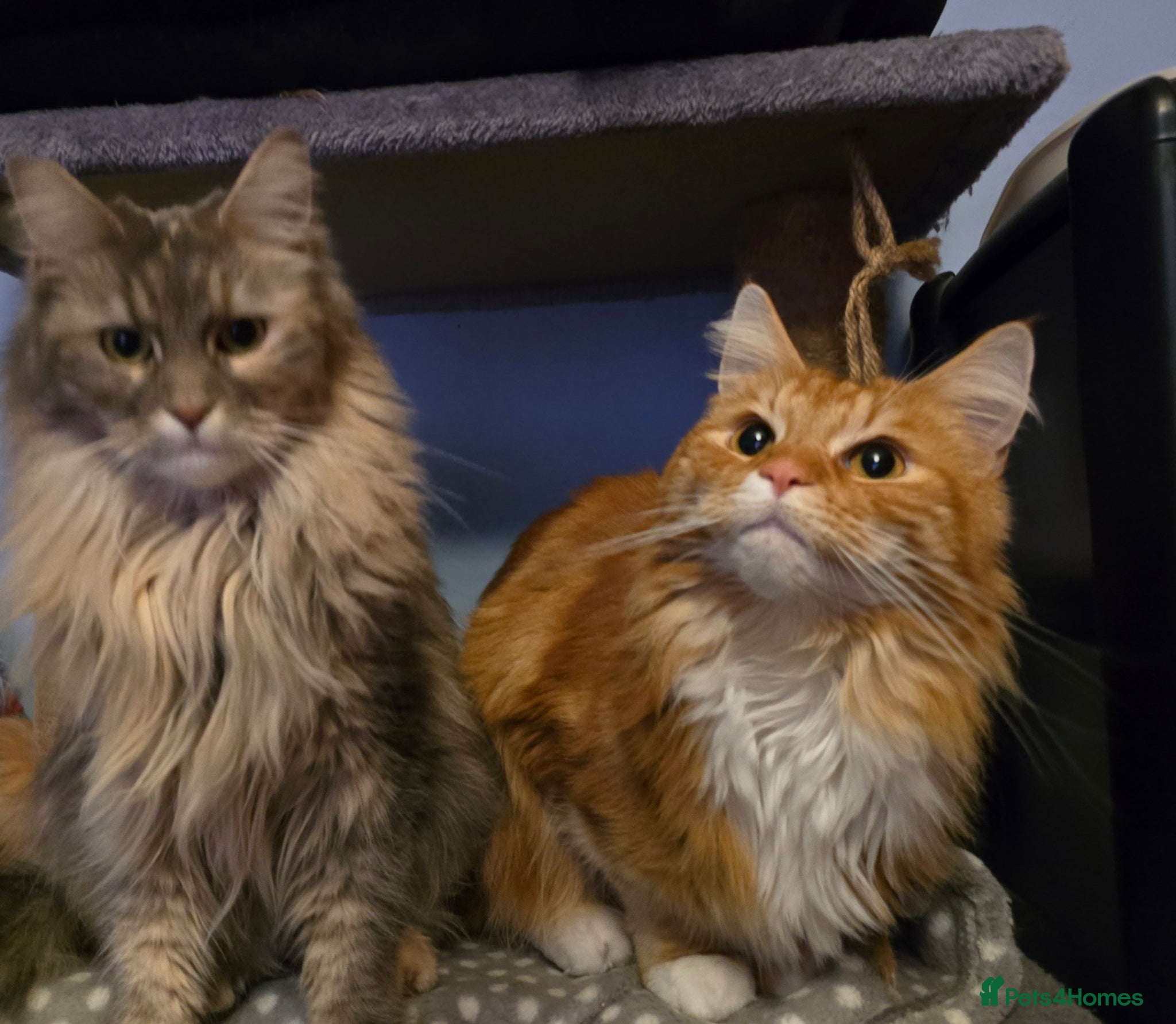 Maine Coon cats for sale: 3 Year Old Maine Coon Brother and Sister in Bradford - Advert 2