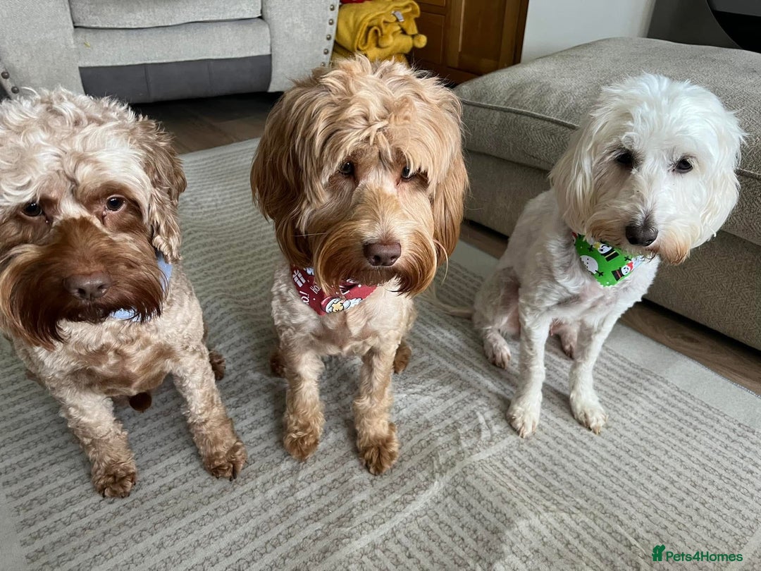 Cockapoo dogs for sale: Cockapoos for sale.  - Advert 36