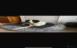 Mixed Breed dogs for sale: Anatolian  shepherd dog  - Image 2