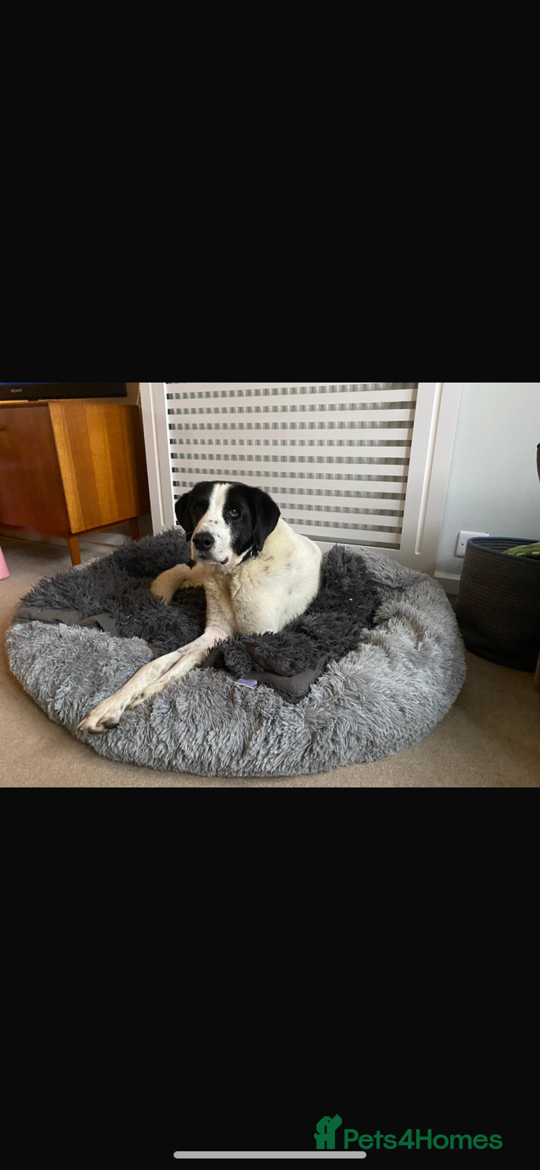 Mixed Breed dogs for sale: Anatolian  shepherd dog  - Image 2