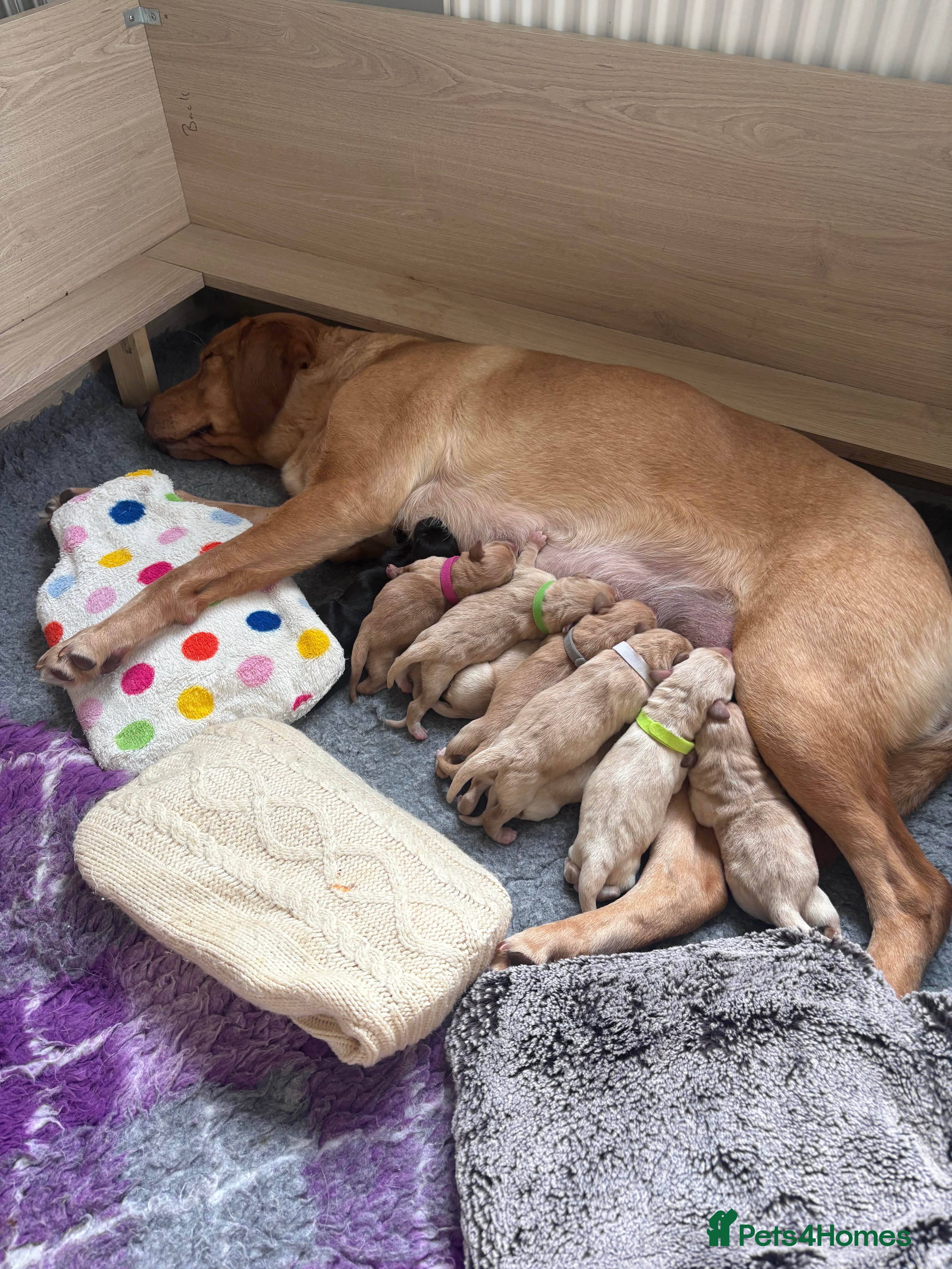 Labrador Retriever dogs 🤩Licensed breeder🤩 Lovely Labrador babies  - Advert 1