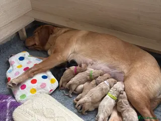 Labrador Retriever dogs 🤩Licensed breeder🤩 Lovely Labrador babies - Advert 1