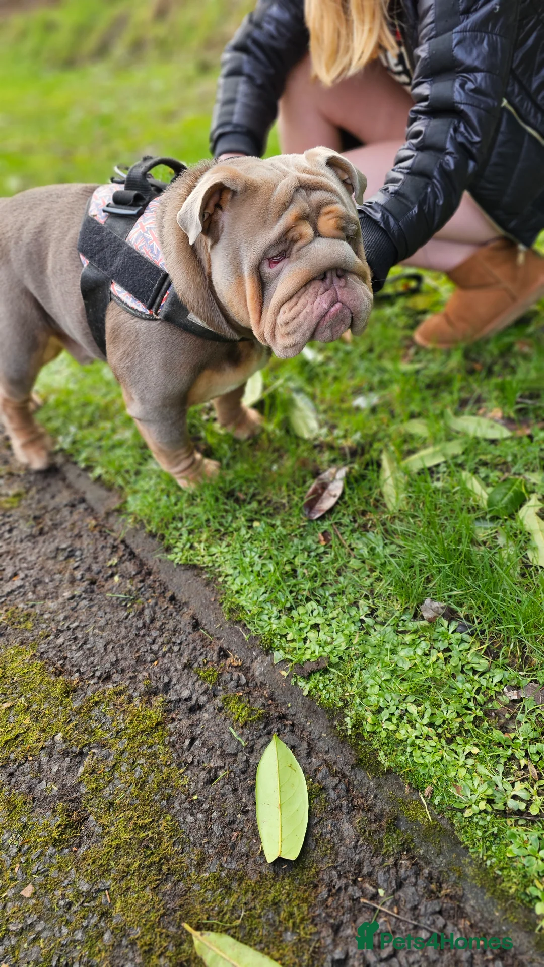 English Bulldog dogs for stud: Large full suit lilac Bulldog at stud. in Helensburgh - Advert 14