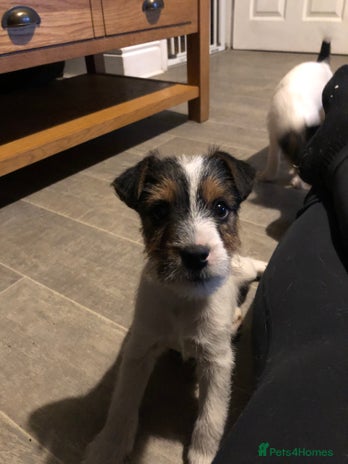 Parson Russell dogs - Advert 10