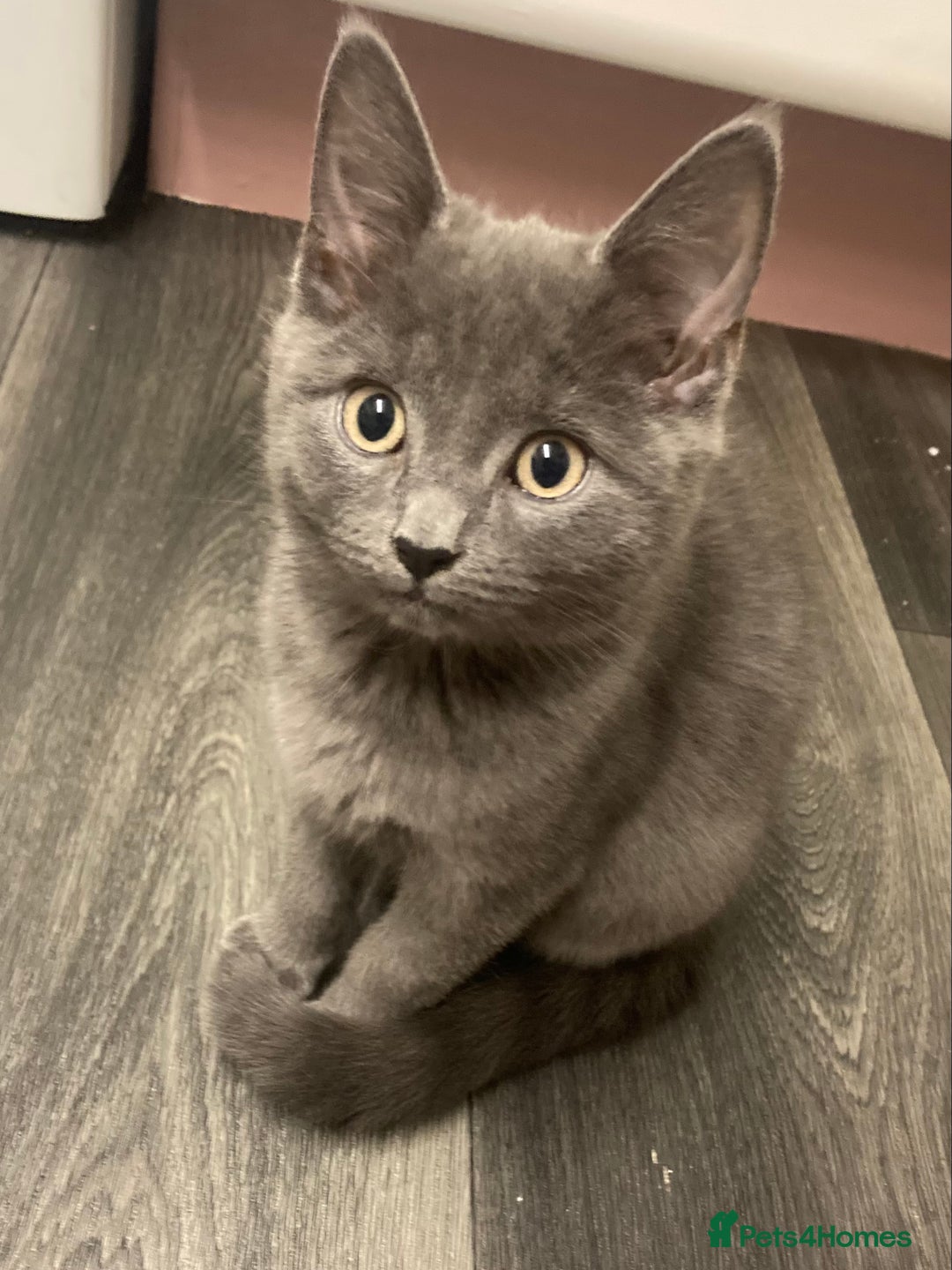 British Shorthair cats for sale: Female grey, British shorthair kitten - Advert 1