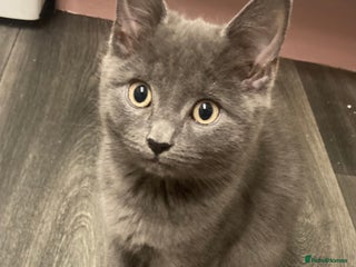 British Shorthair cats Female grey, British shorthair kitten - Advert 1