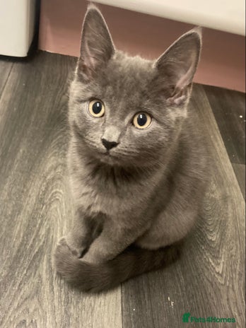 British Shorthair cats Female grey, British shorthair kitten - Advert 1