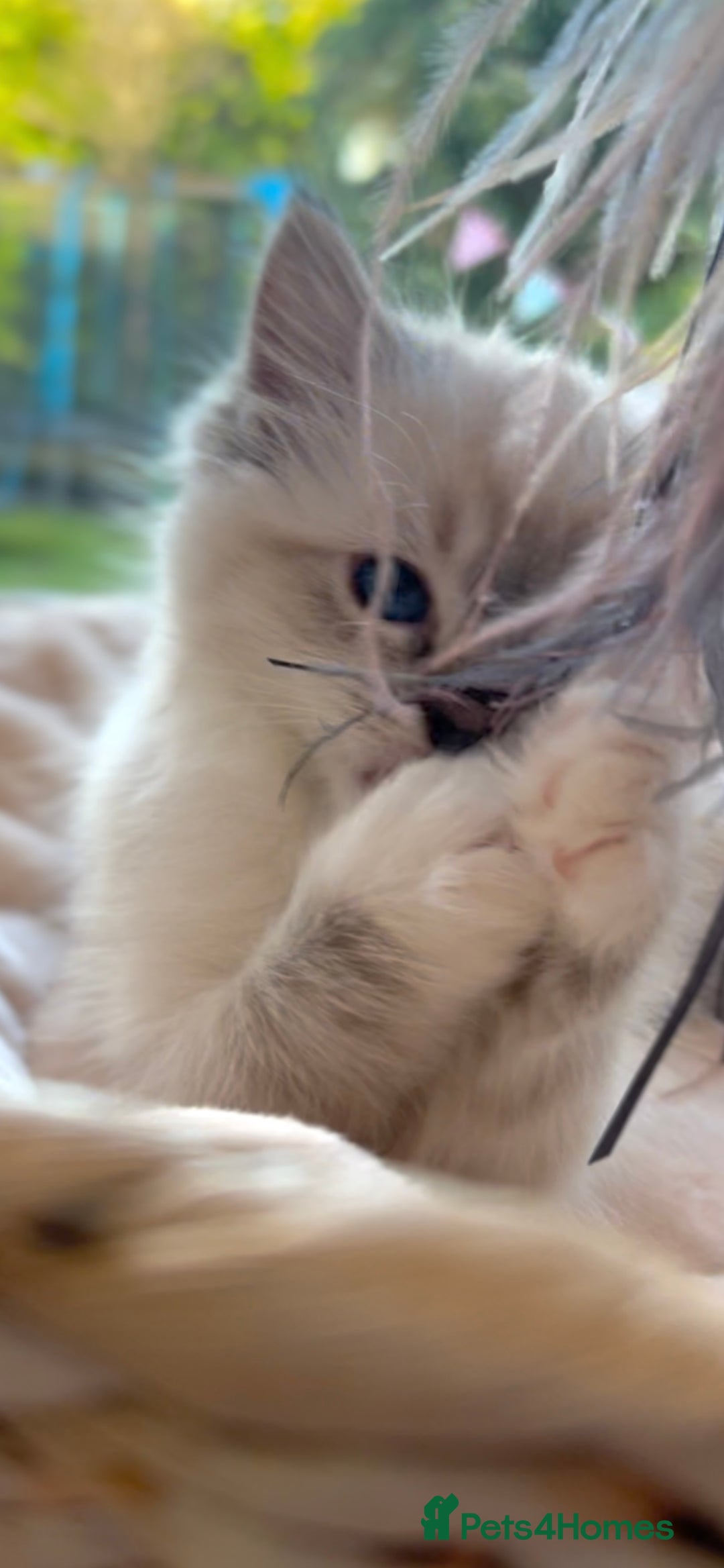 Ragdoll cats for sale: GCCF Registered. Grand Champion Bloodlines. - Advert 6