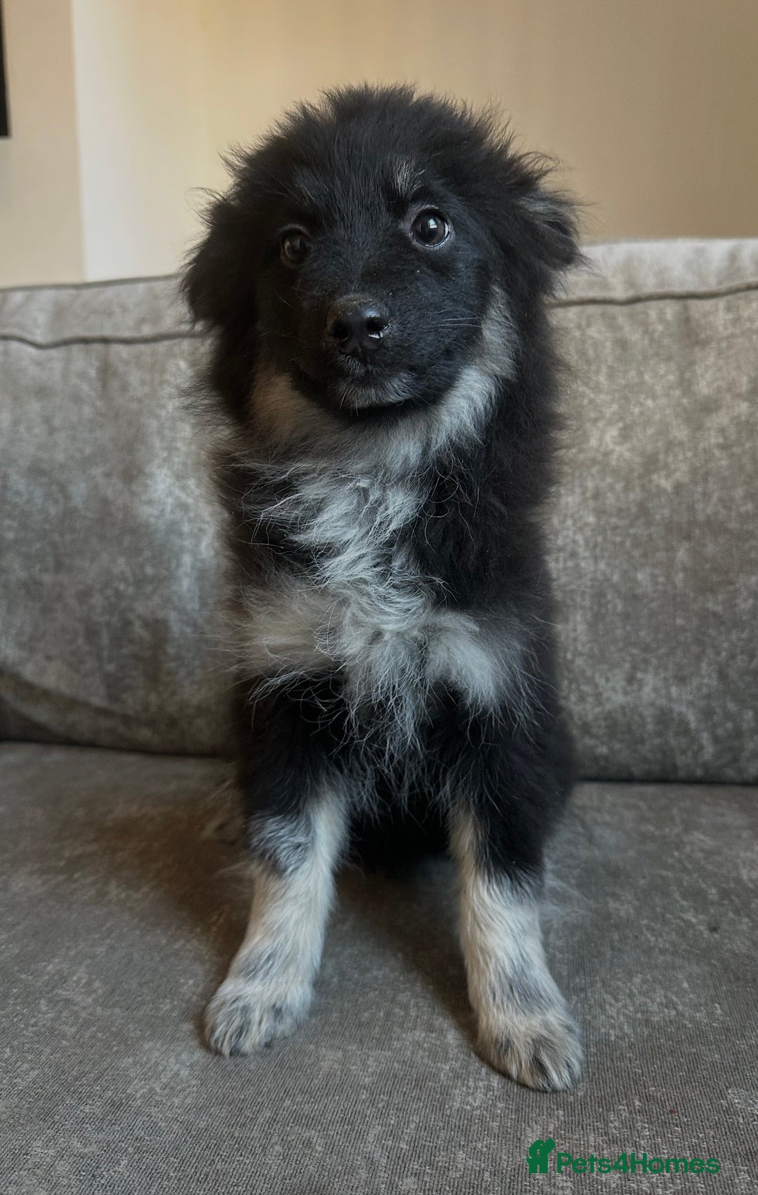 Pomsky dogs for sale: Beautiful pomsky boy - Advert 2