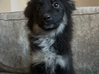 Pomsky dogs Beautiful pomsky boy - Advert 4