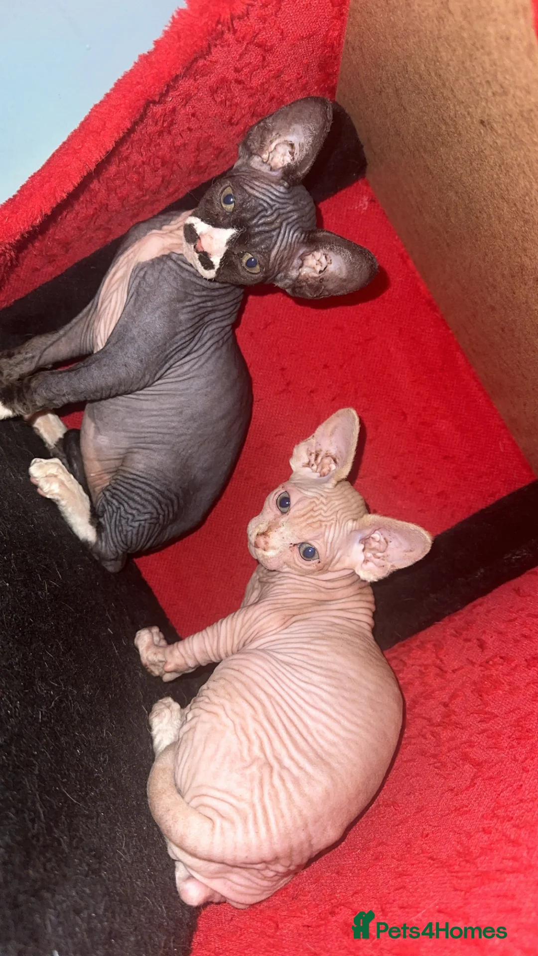 Mixed Breed cats for sale: Price lowered for handsome boy  - Advert 17