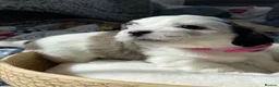 Zuchon dogs for sale: Zuchon puppies for sale in Great Yarmouth - Advert 26